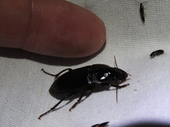 Harpalus katiae