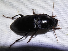 Harpalus katiae