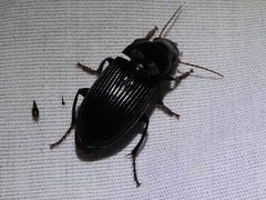 Harpalus katiae