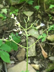 Valeriana pauciflora