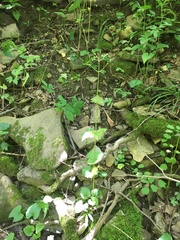 Valeriana pauciflora