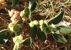 Withania somnifera