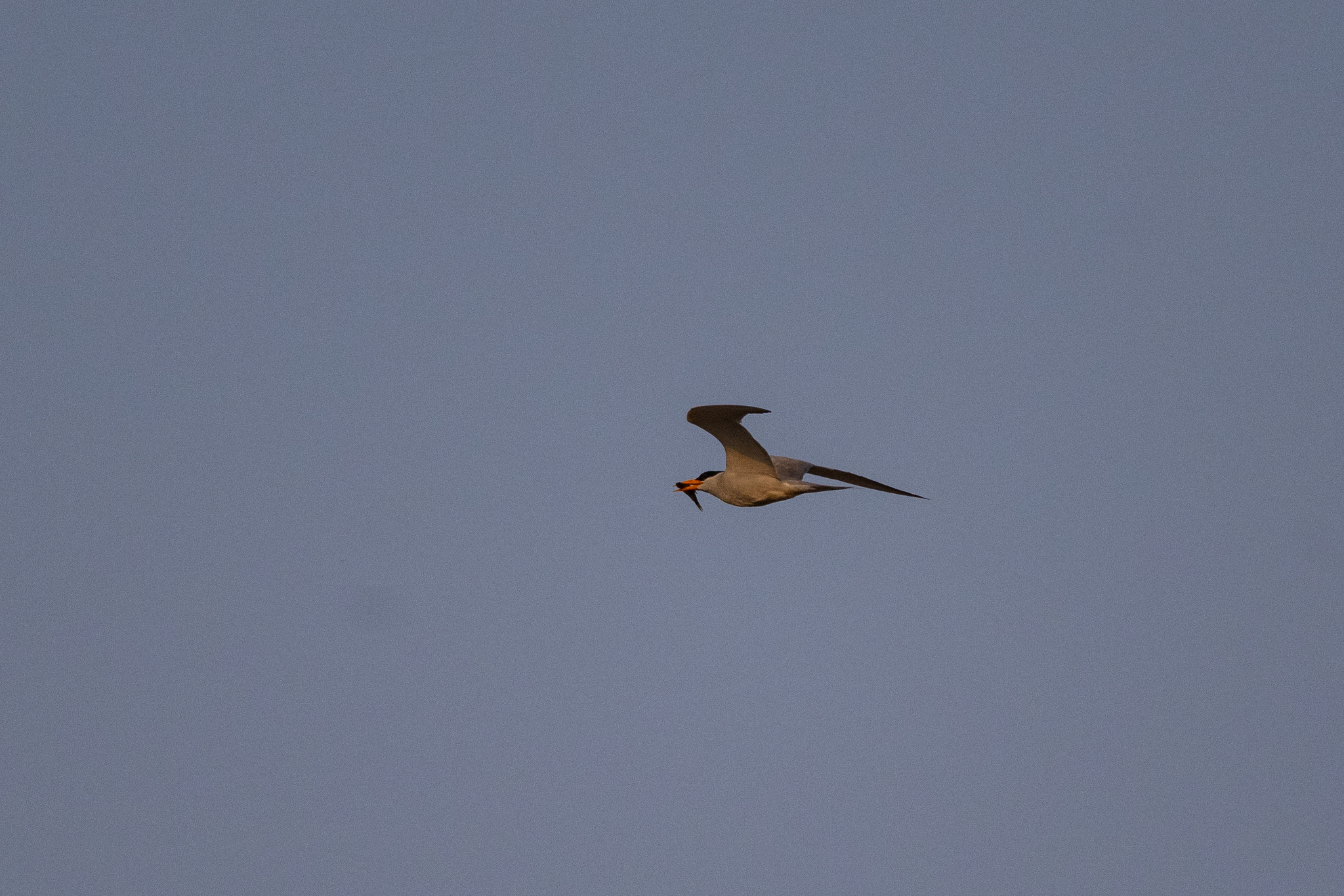 River Tern