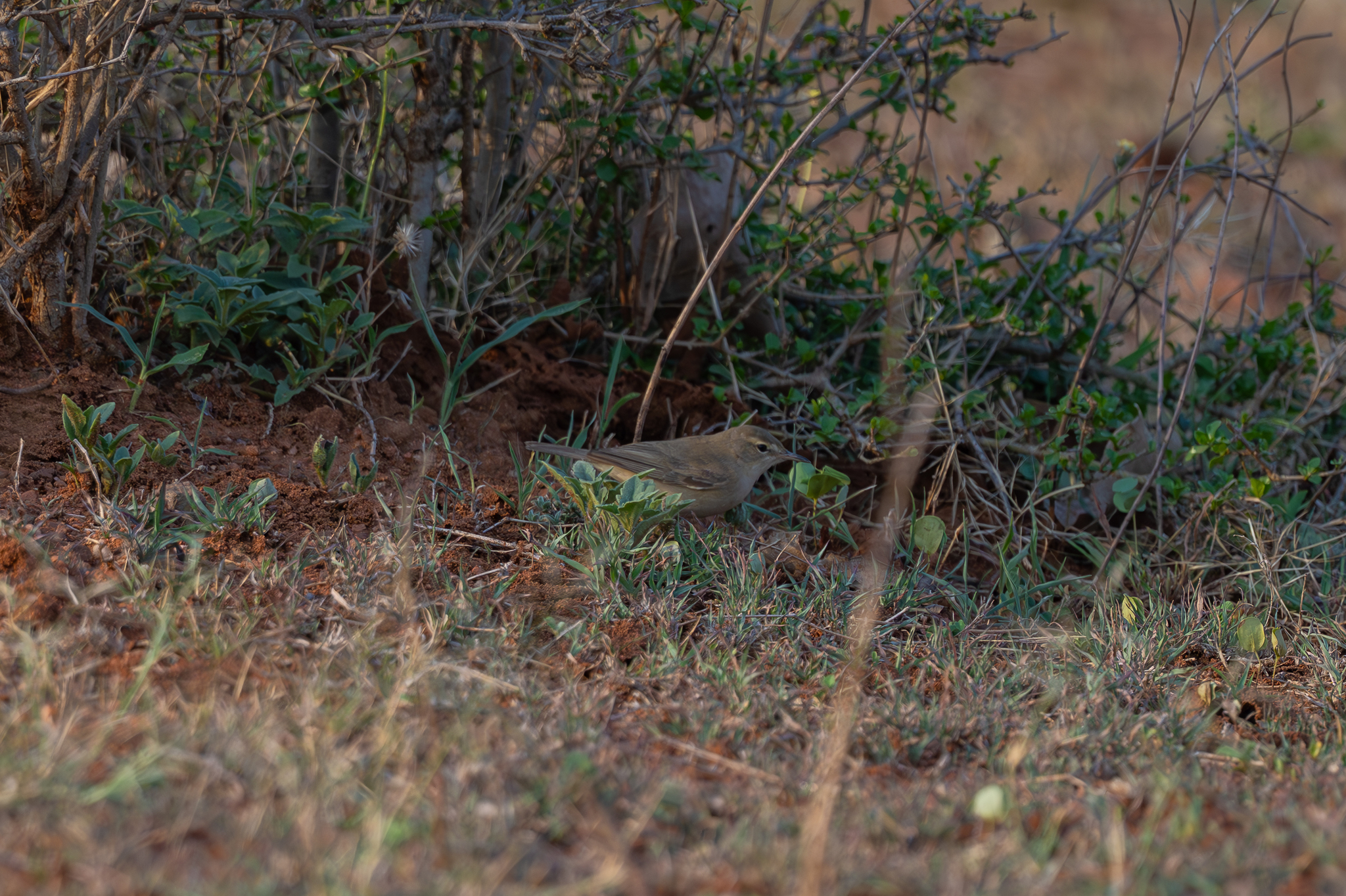 Booted Warbler