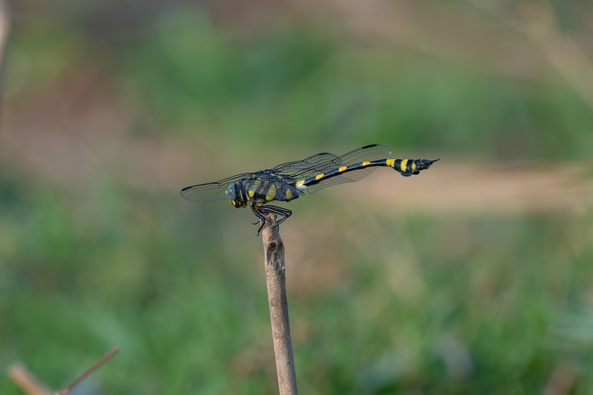 Indian Common Clubtail