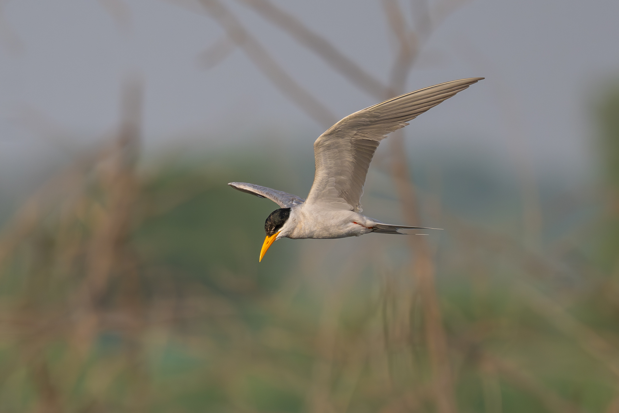 River Tern