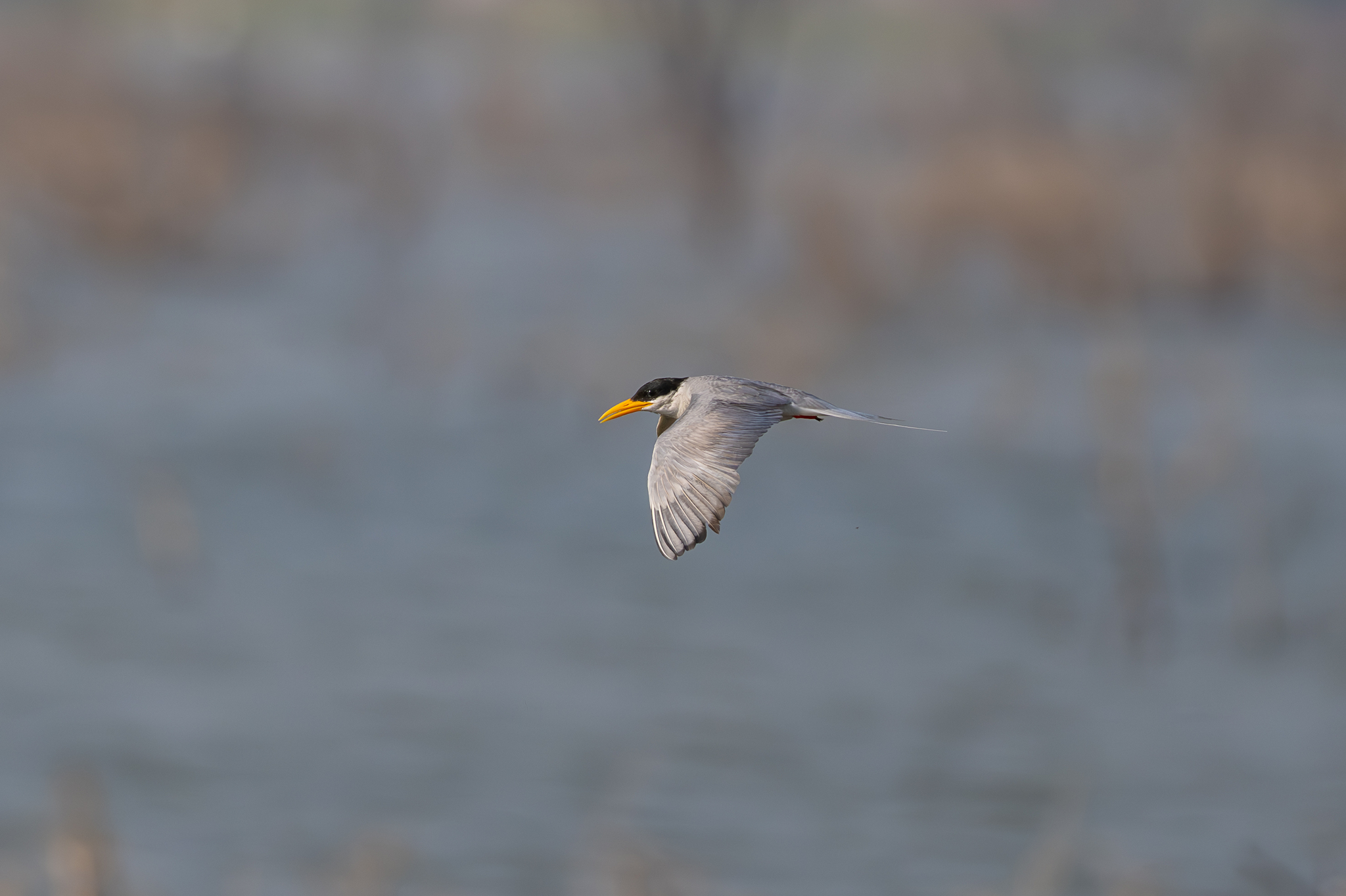 River Tern