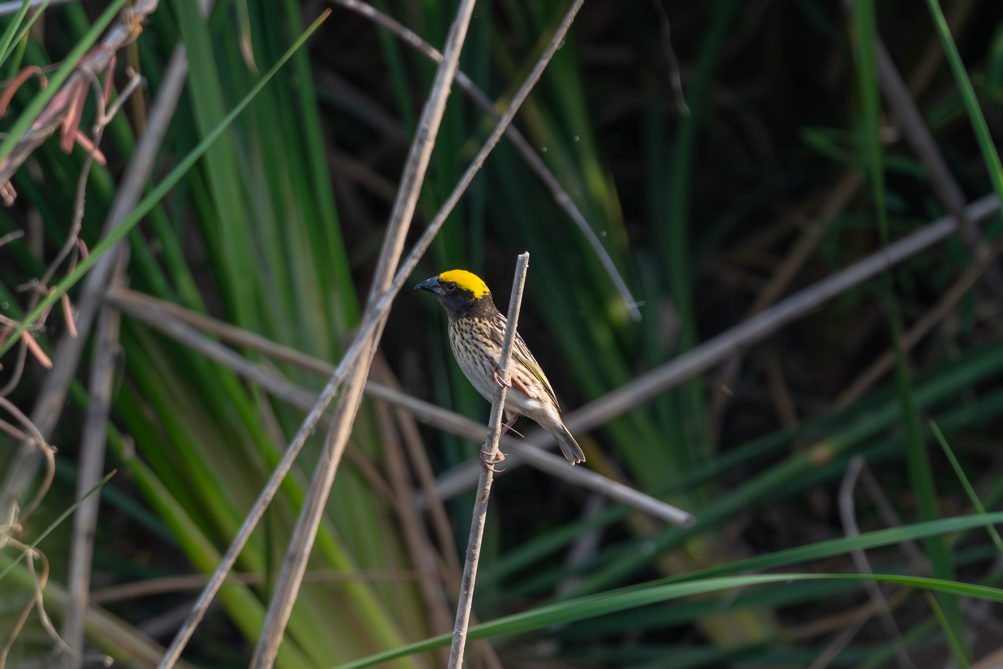 Streaked Weaver