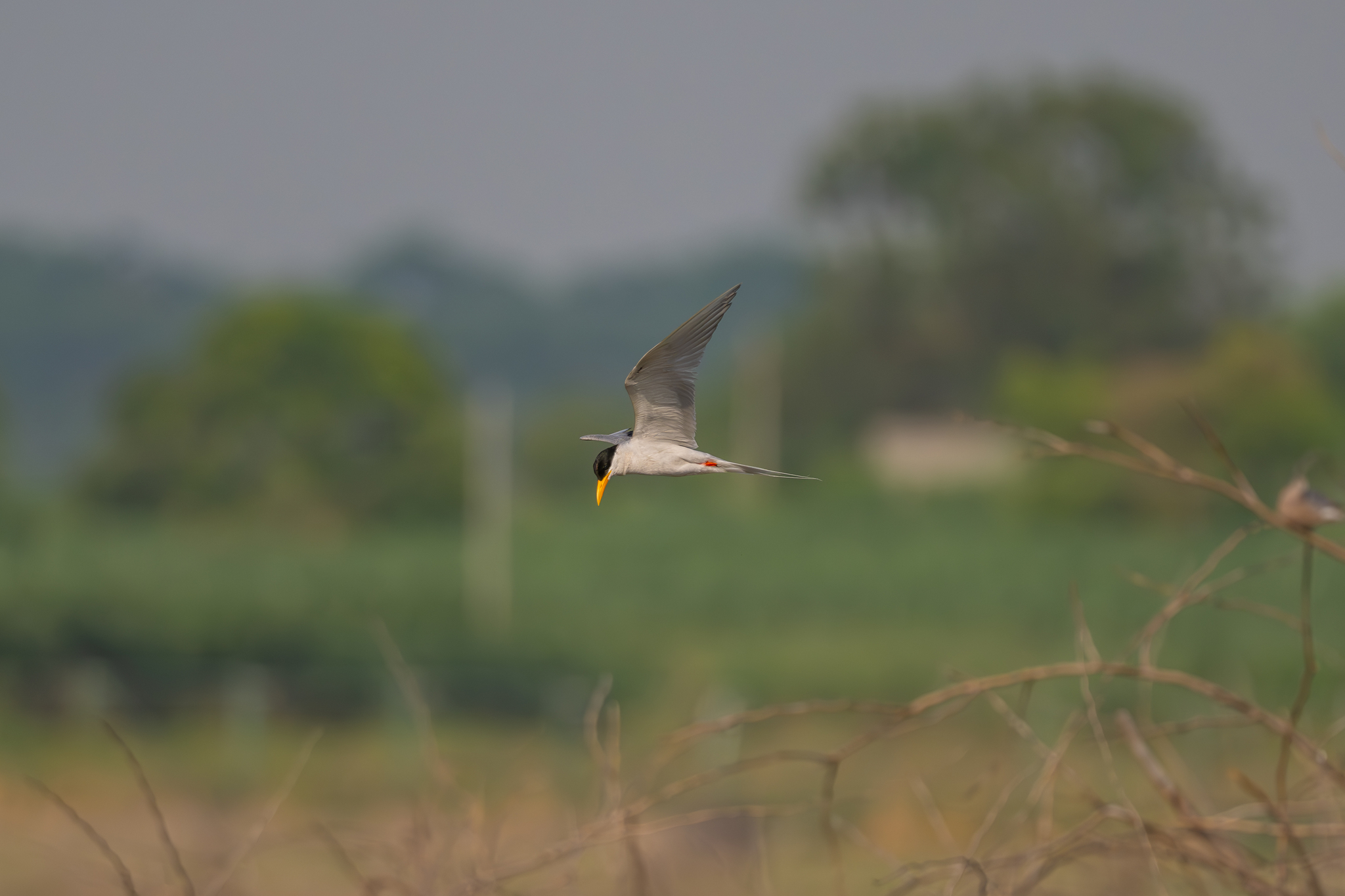 River Tern