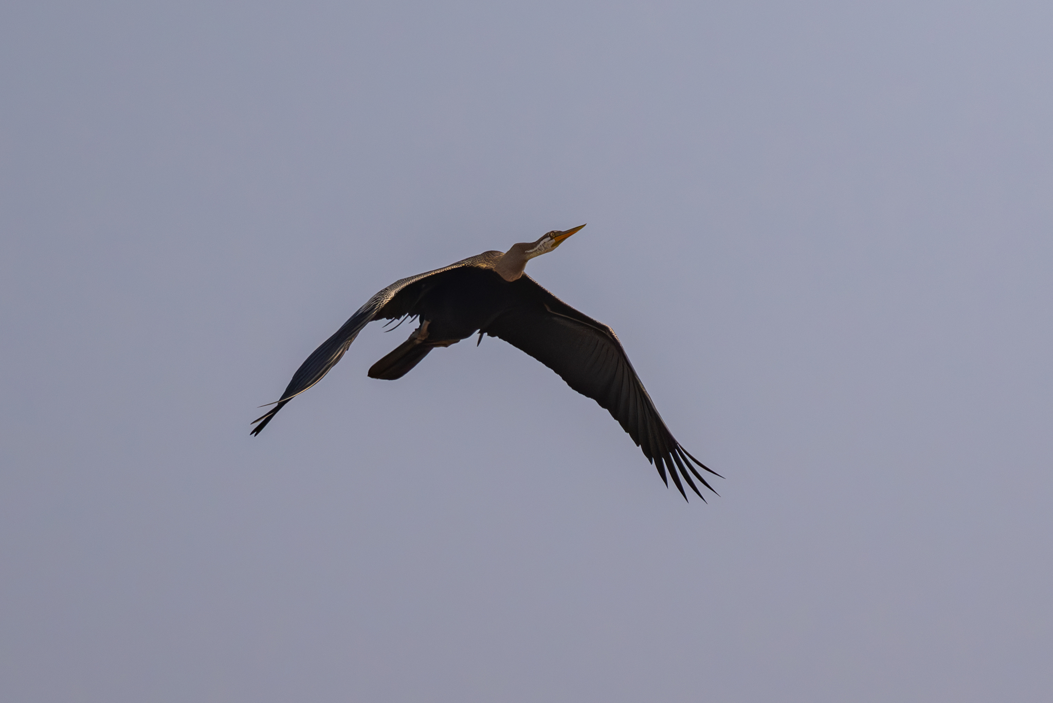 Oriental Darter