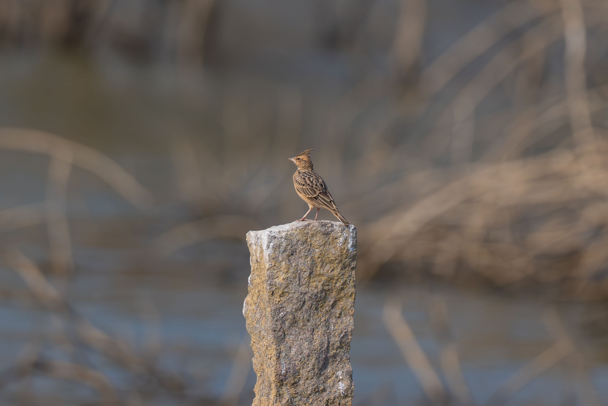 Tawny Lark illustration