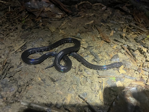 Selangor Mud Snake