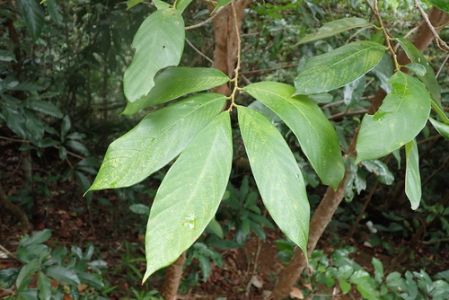 Bridelia insulana observed 2025-04-27