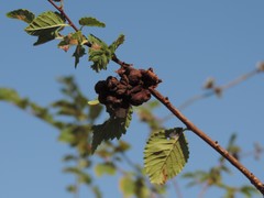 Eriosoma lanuginosum