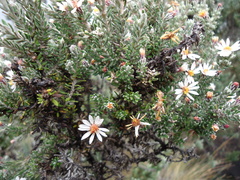 Diplostephium ericoides