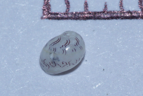 Smaragdia patburkeae