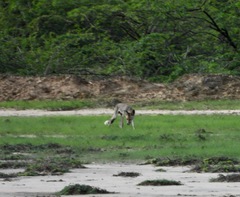 Vulpes vulpes pusilla