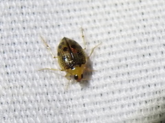Peltodytes litoralis