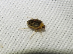 Peltodytes litoralis