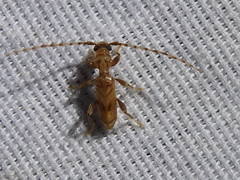 Obrium maculatum