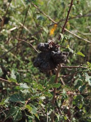 Eriosoma lanuginosum