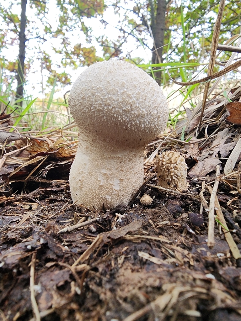 Lycoperdon excipuliforme · May 2025 · photo: © nicnation (iNaturalist, cc-by)