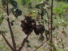 Eriosoma lanuginosum