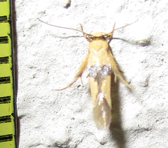 Stathmopodidae