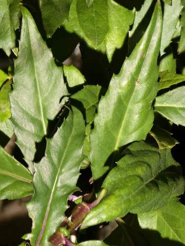Gynura bicolor iNat (3)