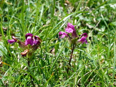 Pedicularis rostratocapitata