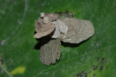 Pagodiella