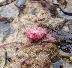Pyura gibbosa