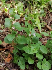 Clinopodium menthifolium ascendens