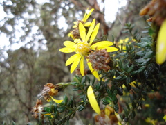 Monticalia myrsinites