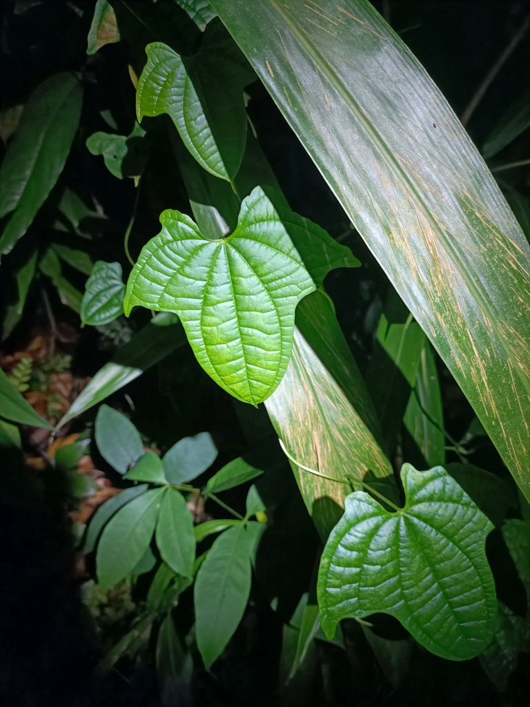 Dioscorea sansibarensis 2