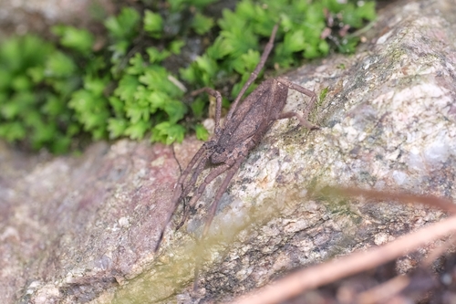 Trogulus aquaticus