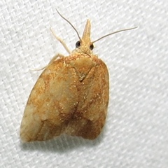Cenopis reticulatana