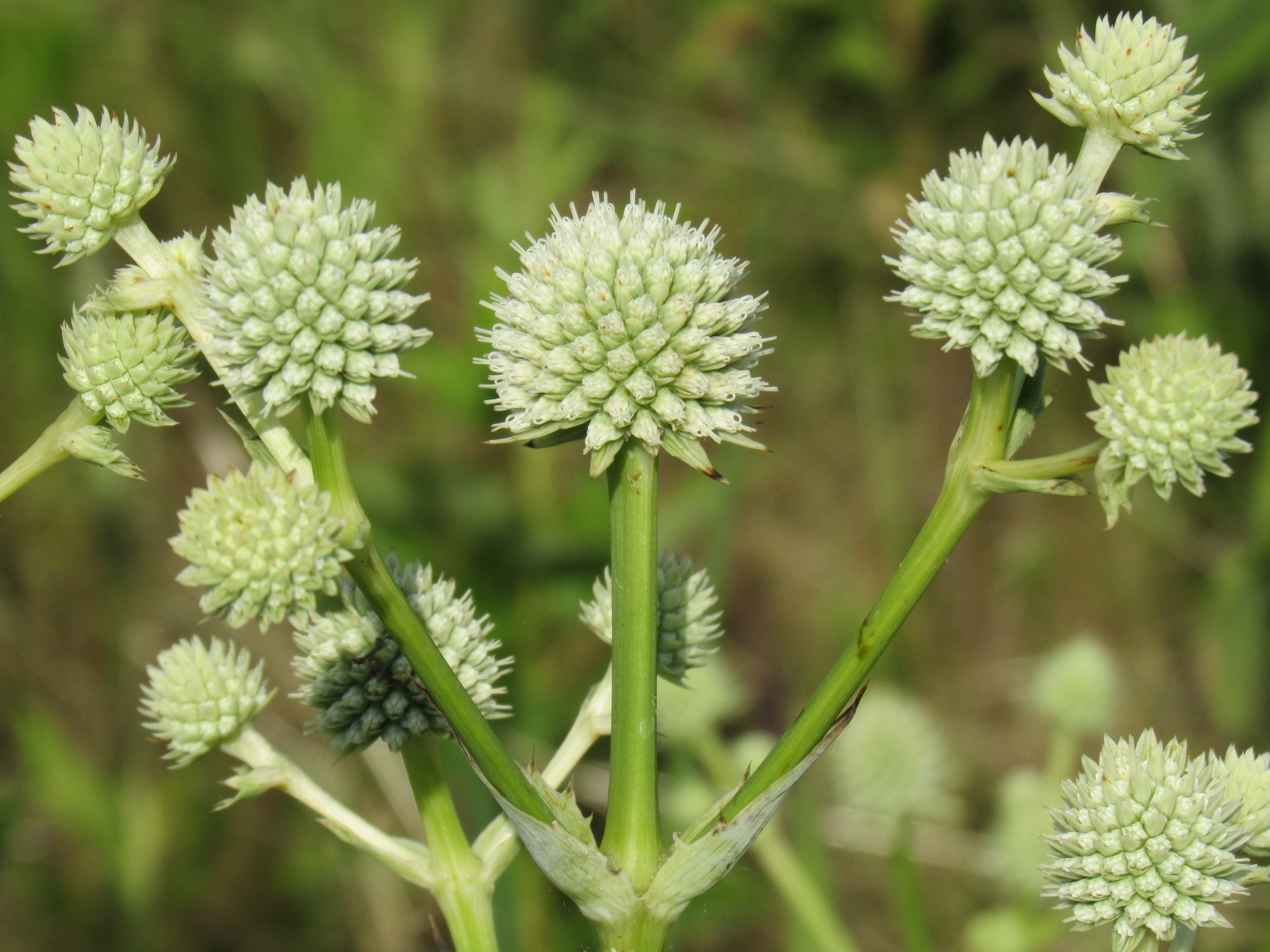 Eryngium yuccifolium