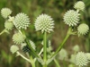 Rattlesnake Master - Photo (c) Kevin Metcalf, some rights reserved (CC BY-NC), uploaded by Kevin Metcalf