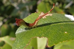 Furcula