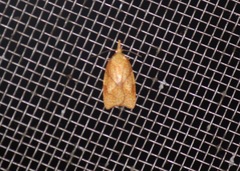 Cenopis reticulatana