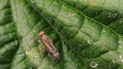 Opomyzidae