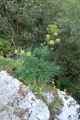 Molopospermum peloponnesiacum