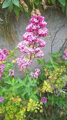 Centranthus ruber