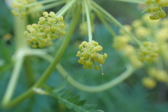 Molopospermum peloponnesiacum