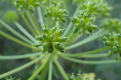 Molopospermum peloponnesiacum