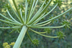 Molopospermum peloponnesiacum