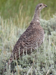 Centrocercus urophasianus