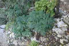 Molopospermum peloponnesiacum
