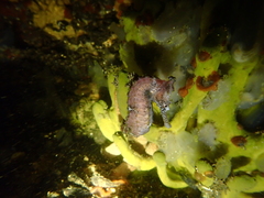 Hippocampus subelongatus